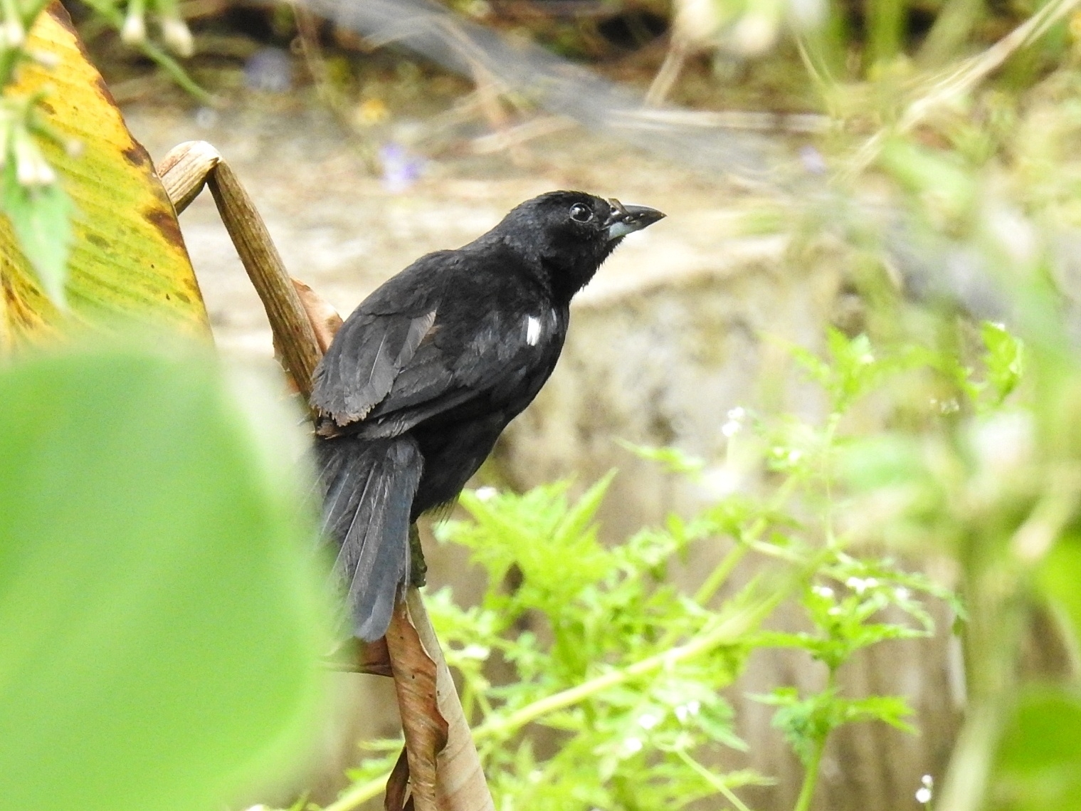 White-lined Tanager illustration