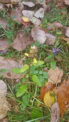 Prunella vulgaris vulgaris
