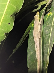 Anolis marmoratus