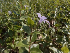 Vinca difformis