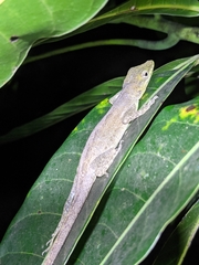 Anolis marmoratus