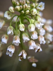 Capsella bursa-pastoris