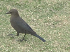 Euphagus cyanocephalus