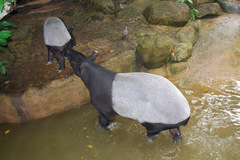 Tapirus indicus