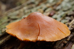 Gymnopilus liquiritiae