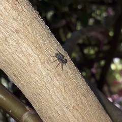 Saitis variegatus