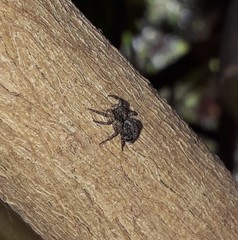 Saitis variegatus