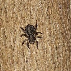 Saitis variegatus