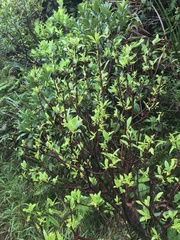 Wikstroemia oahuensis