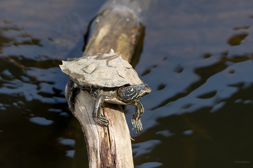 Black-knobbed Map Turtle