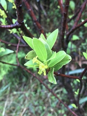 Wikstroemia oahuensis