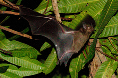 Phyllostomus hastatus