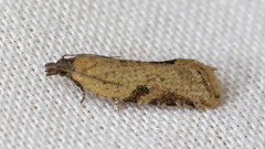 Constrictana constrictana