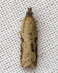 Constrictana constrictana