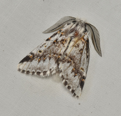 Aglaosoma periblepta