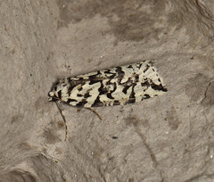Archephanes zalosema