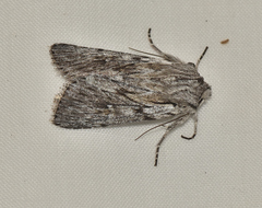 Dasygaster epipolia