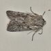 Dasygaster epipolia - Photo (c) James (Jim) Duggan, some rights reserved (CC BY-SA), uploaded by James (Jim) Duggan