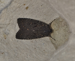 Dasygaster epundoides