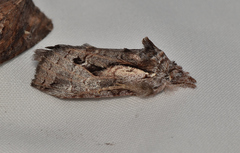 Gallaba eugraphes