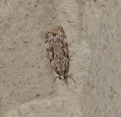 Scoparia plagiotis