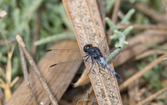 Erythrodiplax cleopatra