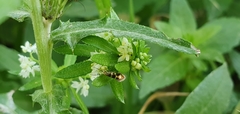 Micropterix