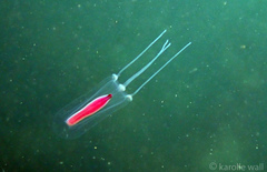 Euphysa