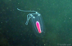 Euphysa