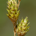 Carex Sect. Ovales - Photo (c) aarongunnar, some rights reserved (CC BY), uploaded by aarongunnar