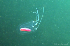 Euphysa