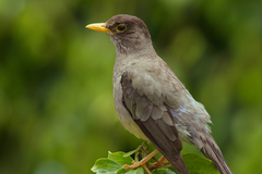 Turdus falcklandii