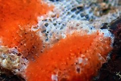 Watersipora subtorquata