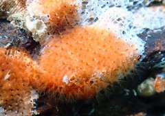 Watersipora subtorquata