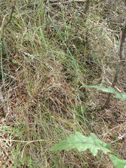 Poa pusilla