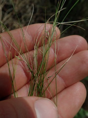 Poa pusilla