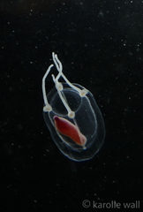 Euphysa