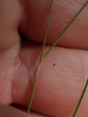 Poa pusilla