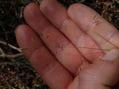 Poa pusilla