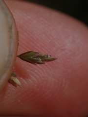 Poa pusilla