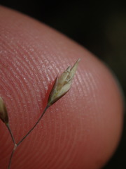 Poa pusilla