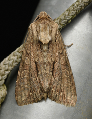 Apamea monoglypha