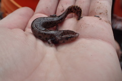 Necturus beyeri