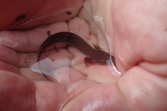 Necturus beyeri