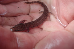 Necturus beyeri