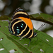 Callicore lyca aegina - Photo (c) Ken Kertell, alguns direitos reservados (CC BY-NC), uploaded by Ken Kertell