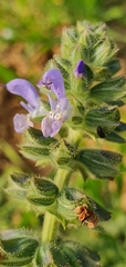 Salvia