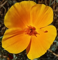 Eschscholzia californica californica