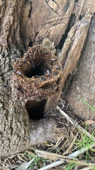 Trigona fulviventris