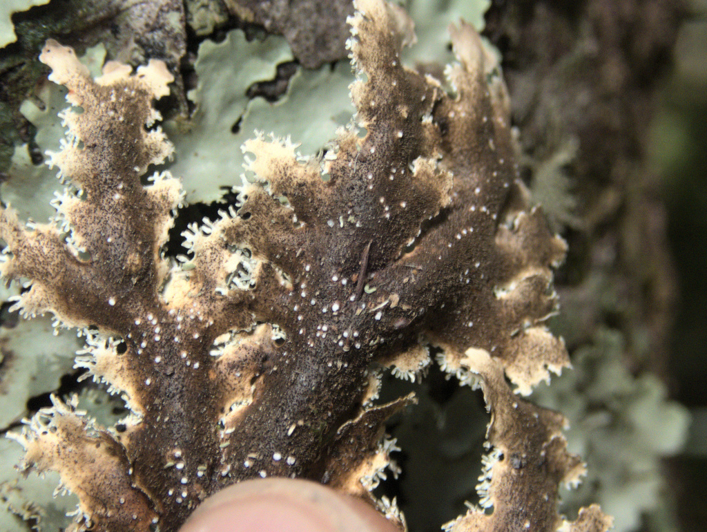 Pseudocyphellaria glabra